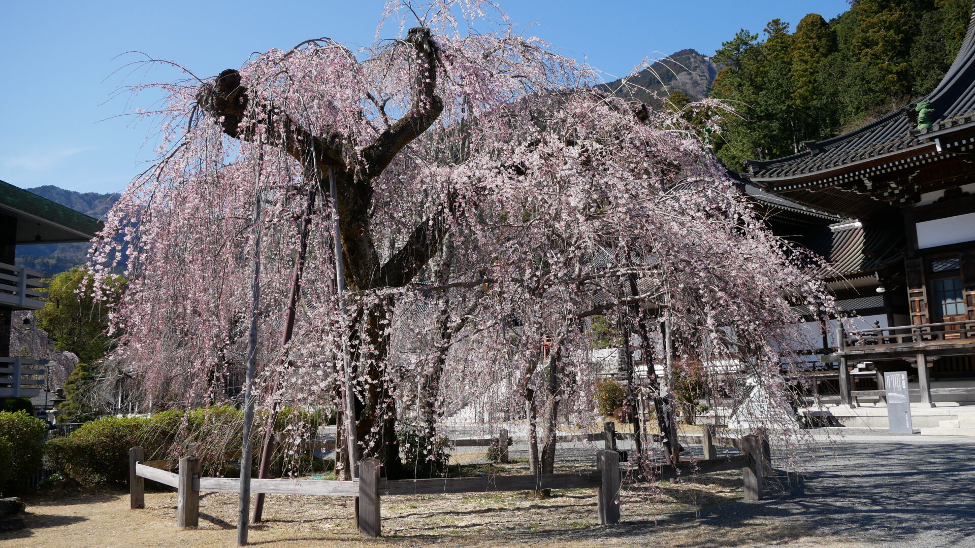 身延山 久遠寺 しだれ桜 2021年情報 - 奥身延山