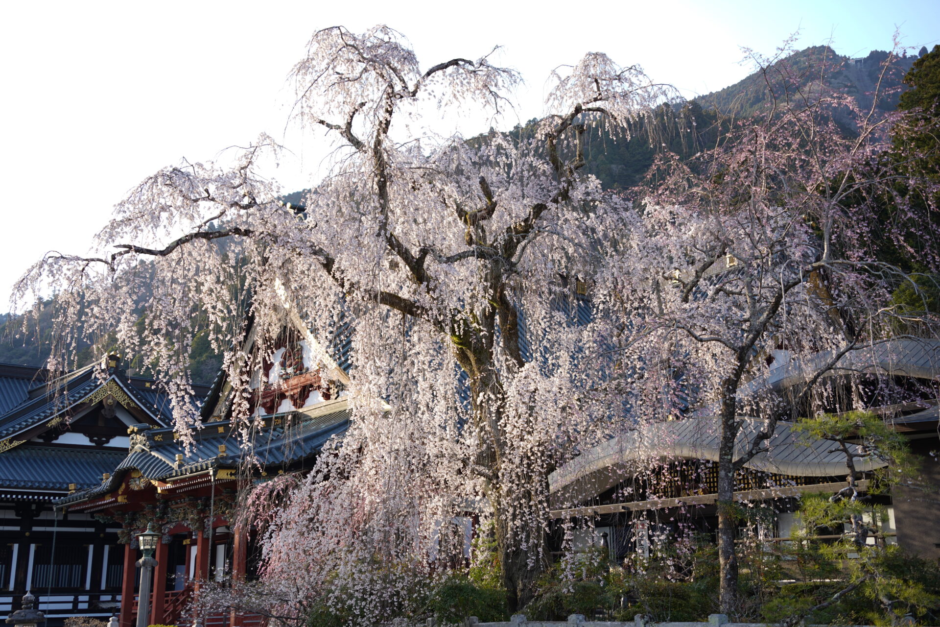 身延山 久遠寺 しだれ桜 2023年 令和5年度の情報 - 奥身延山